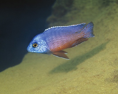 Protomelas taeniolatus 'Namalenje Island'